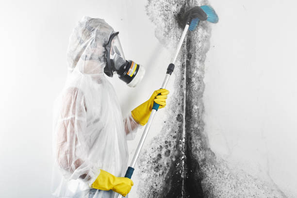 Best Mold-Related Health Consultation  in Mcrae Helena, GA