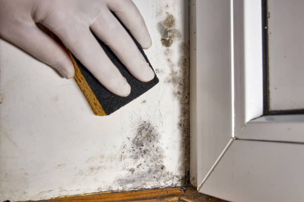 Best Real Estate Mold Inspection  in Mcrae Helena, GA